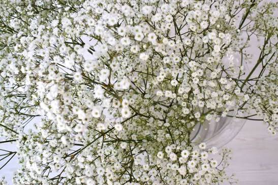 Million Star Gypsophila