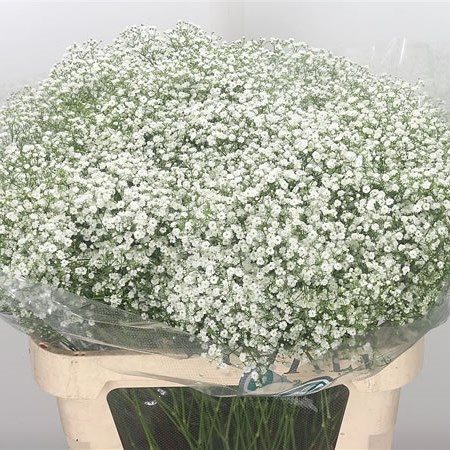 Zinzi Gypsophila - Image 2