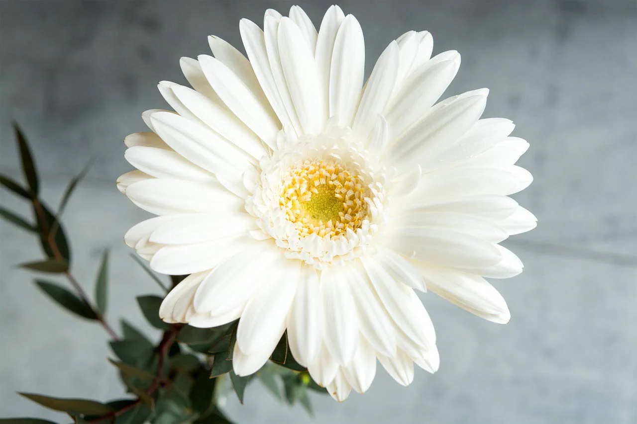 White Gerbera