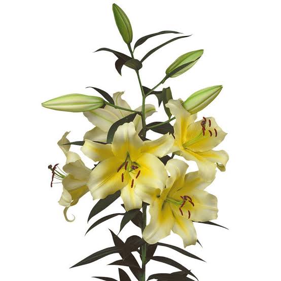 Concador Oriental Lily