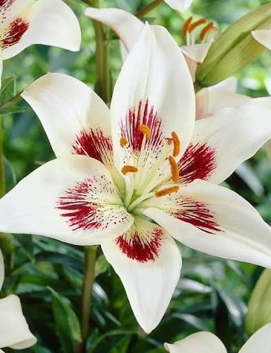 White Asiatic Lily
