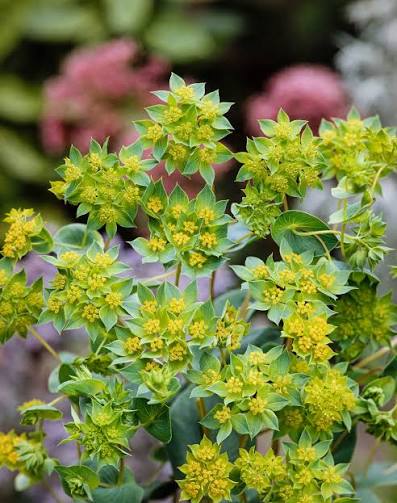 Bupleurum