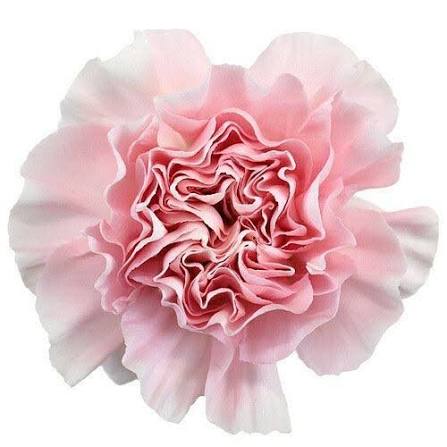 Pink Standard Carnation