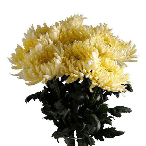 Yellow Deco Chrysanthemum