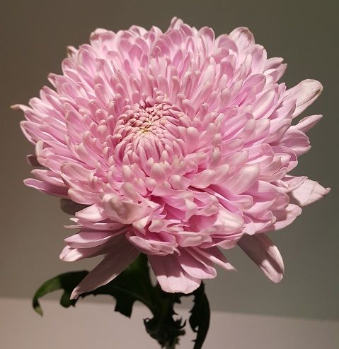 Pink Deco Chrysanthemum