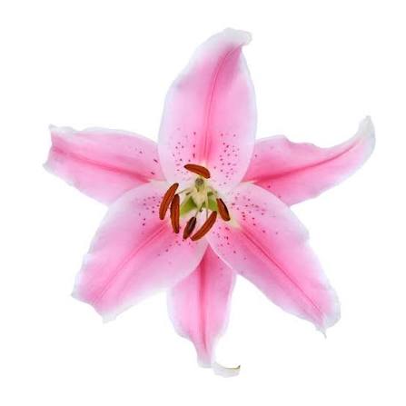 Sorbonne Oriental Lily