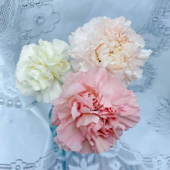 Cream Standard Carnation