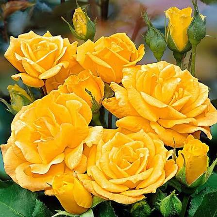 Yellow Spray Rose (Regular)