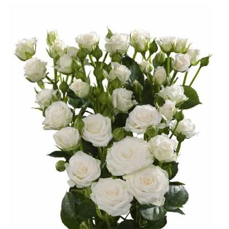 White Lady (Super Premium)