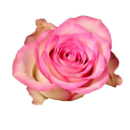 Lovely Jewel (Regular)