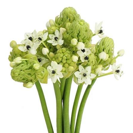 Arabicum