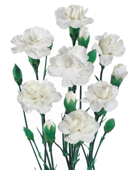 White Spray Carnation