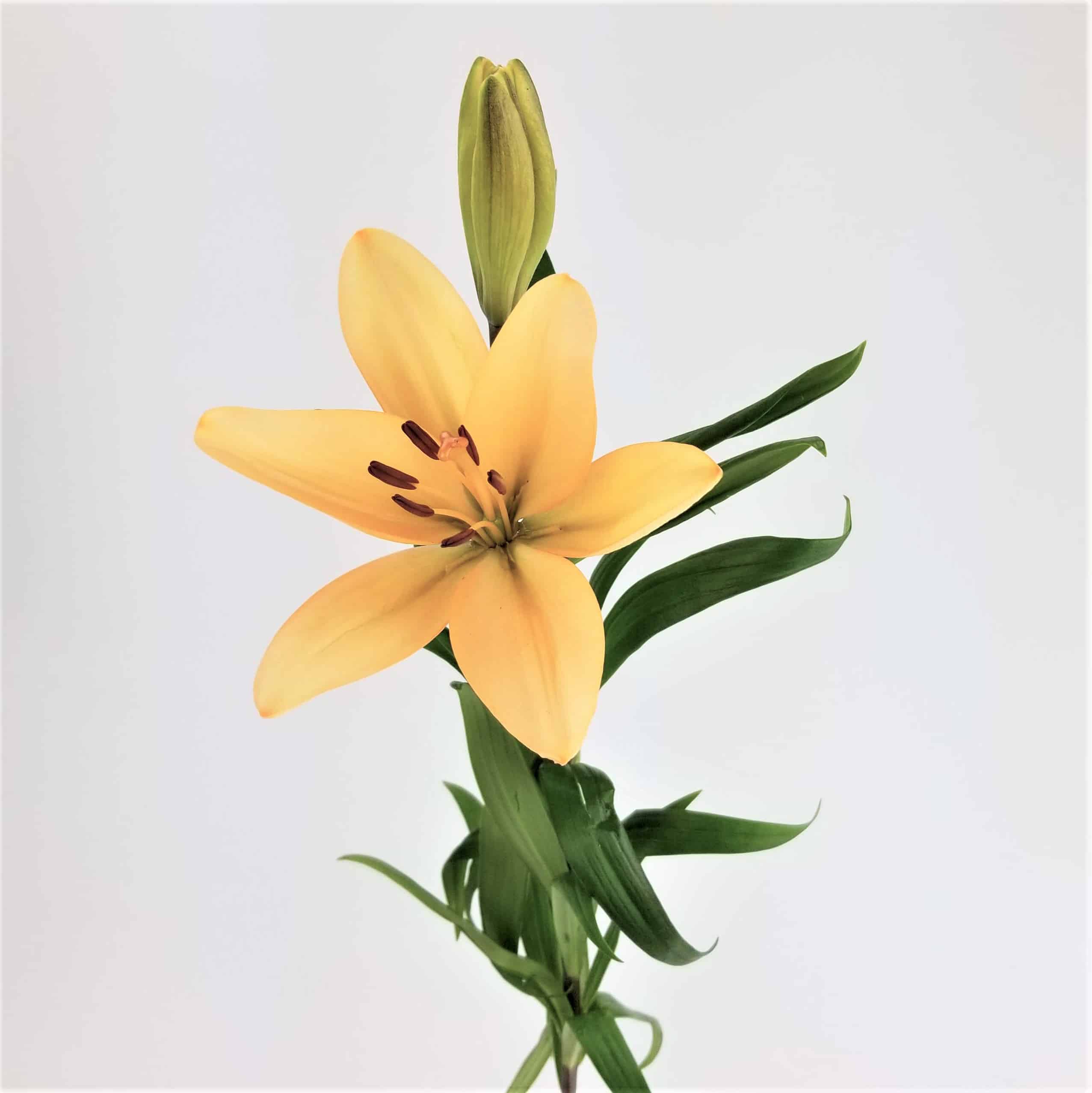 Peach Asiatic Lily