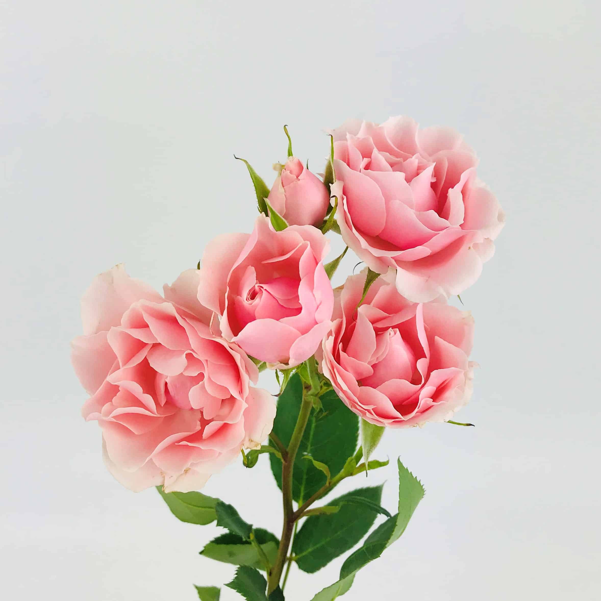 Pink Babe (Regular)
