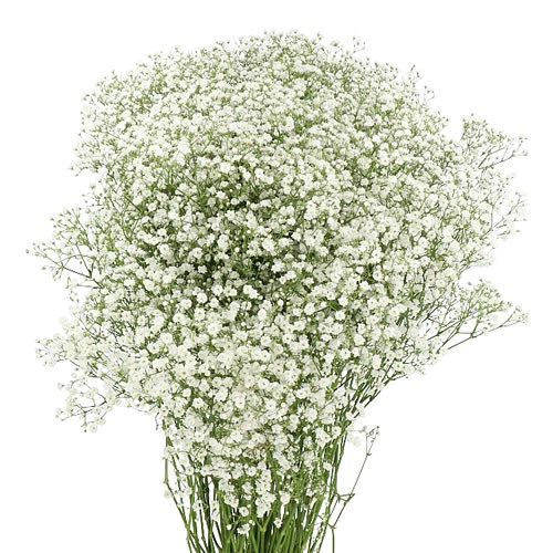 Zinzi Gypsophila