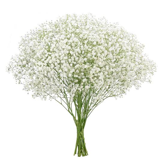Xlence Gypsophila