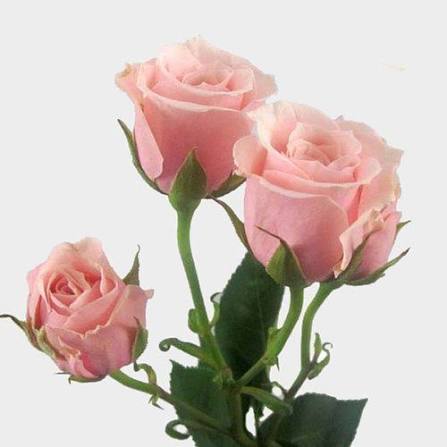 Pink Spray Rose (Regular)
