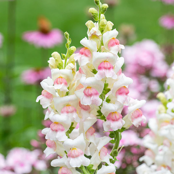 Snapdragon