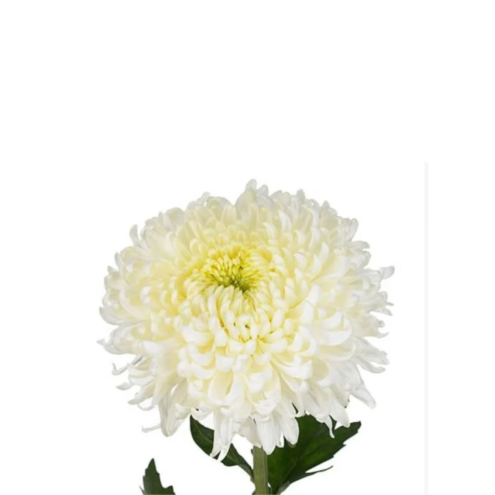 White Deco Chrysanthemum
