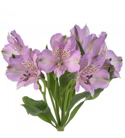 Lavender Alstroemeria