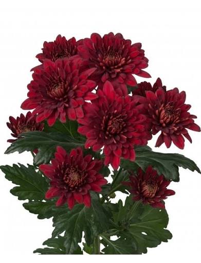 Burgundy Spray Chrysanthemum