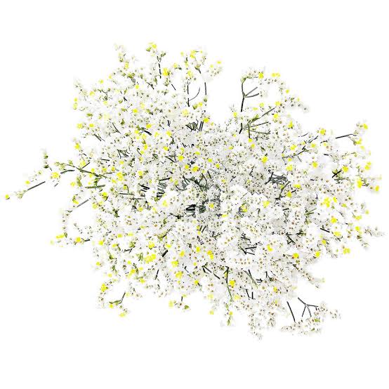 White Limonium Pinacolada