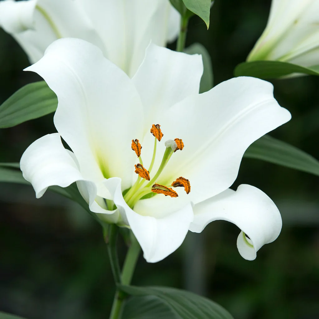 Siberia Oriental Lily