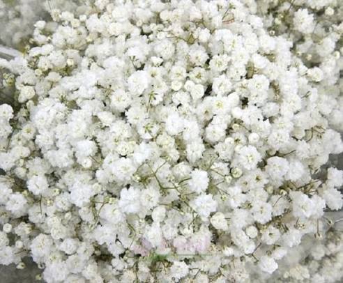 Mirabella Gypsophila
