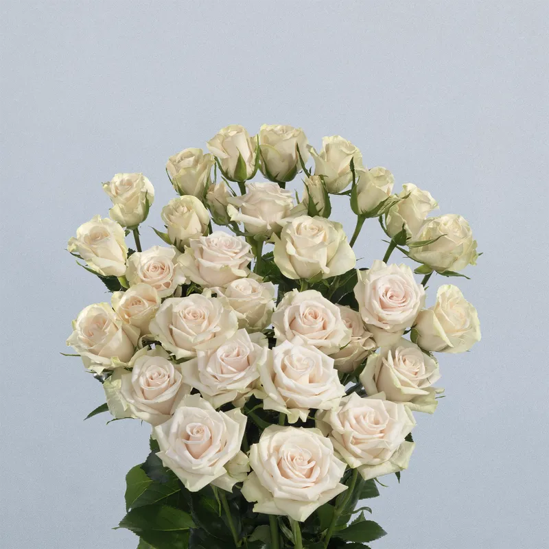 Porcelina (Regular)