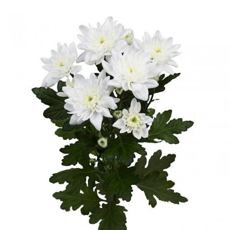 White Spray Chrysanthemum