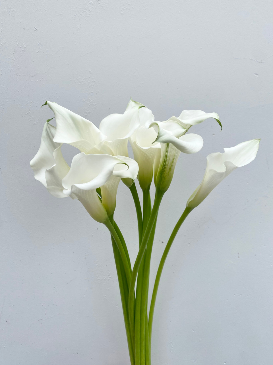 White Calla Lily