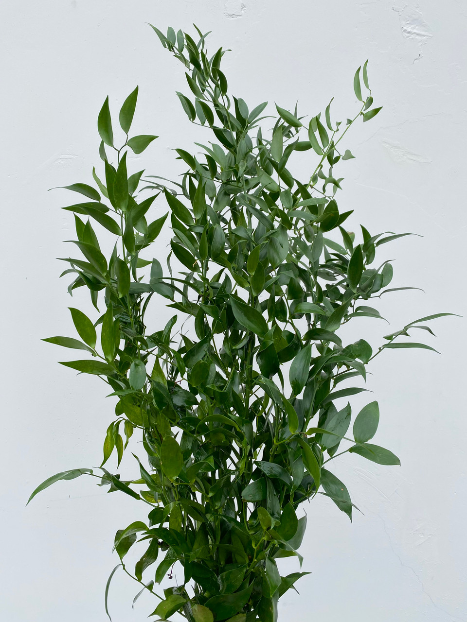 Ruscus