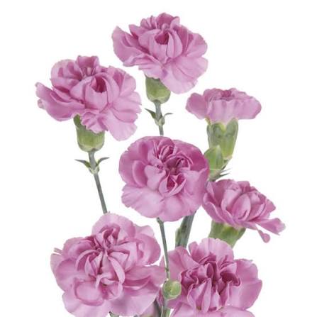 Lavender Lilac Purple Spray Carnation