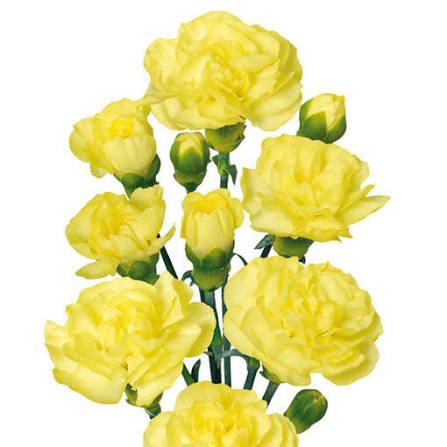 Yellow Spray Carnation
