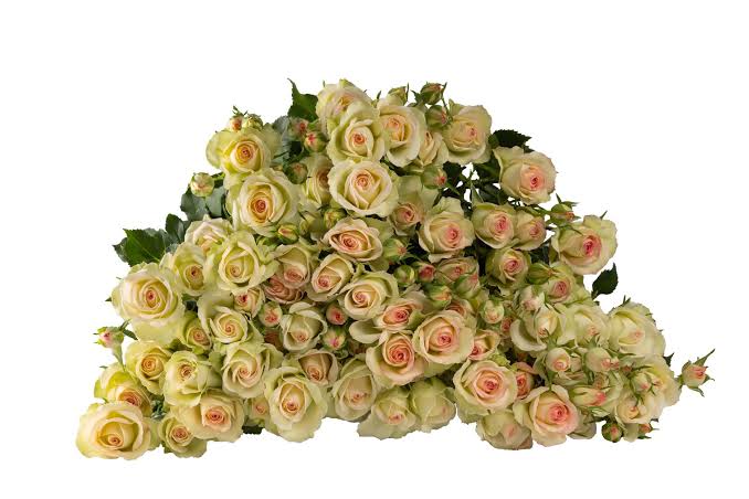 Jezebel (Regular)