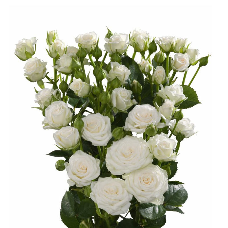 White Lady (Regular)