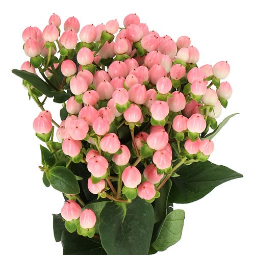 Hypericum Coco Casino