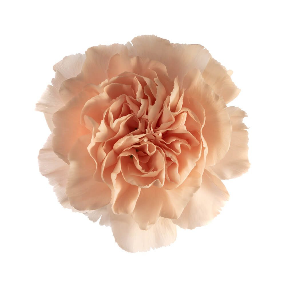 Peach Standard Carnation