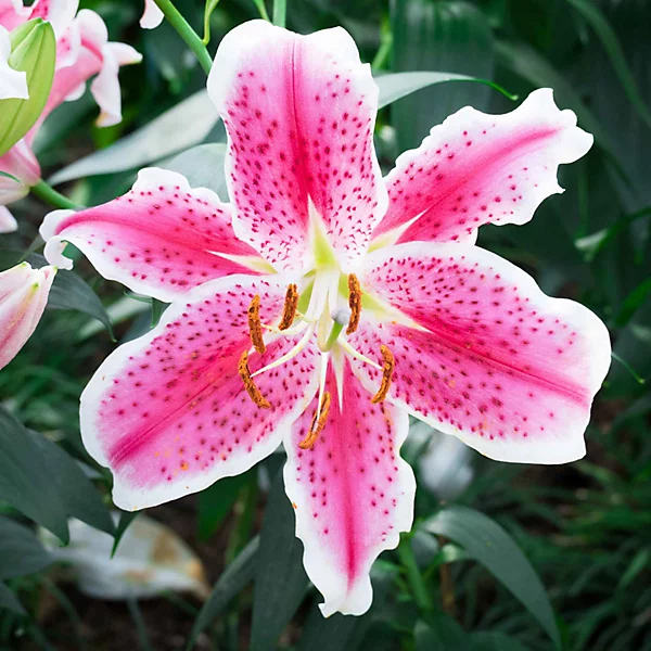 Stargazer Oriental Lily