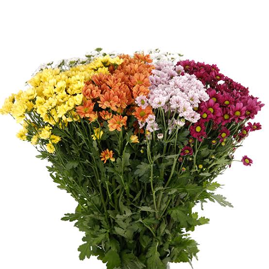 Mix Color Spray Chrysanthemum