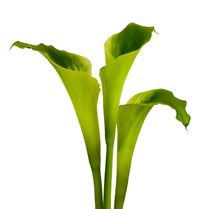 Green Calla Lily