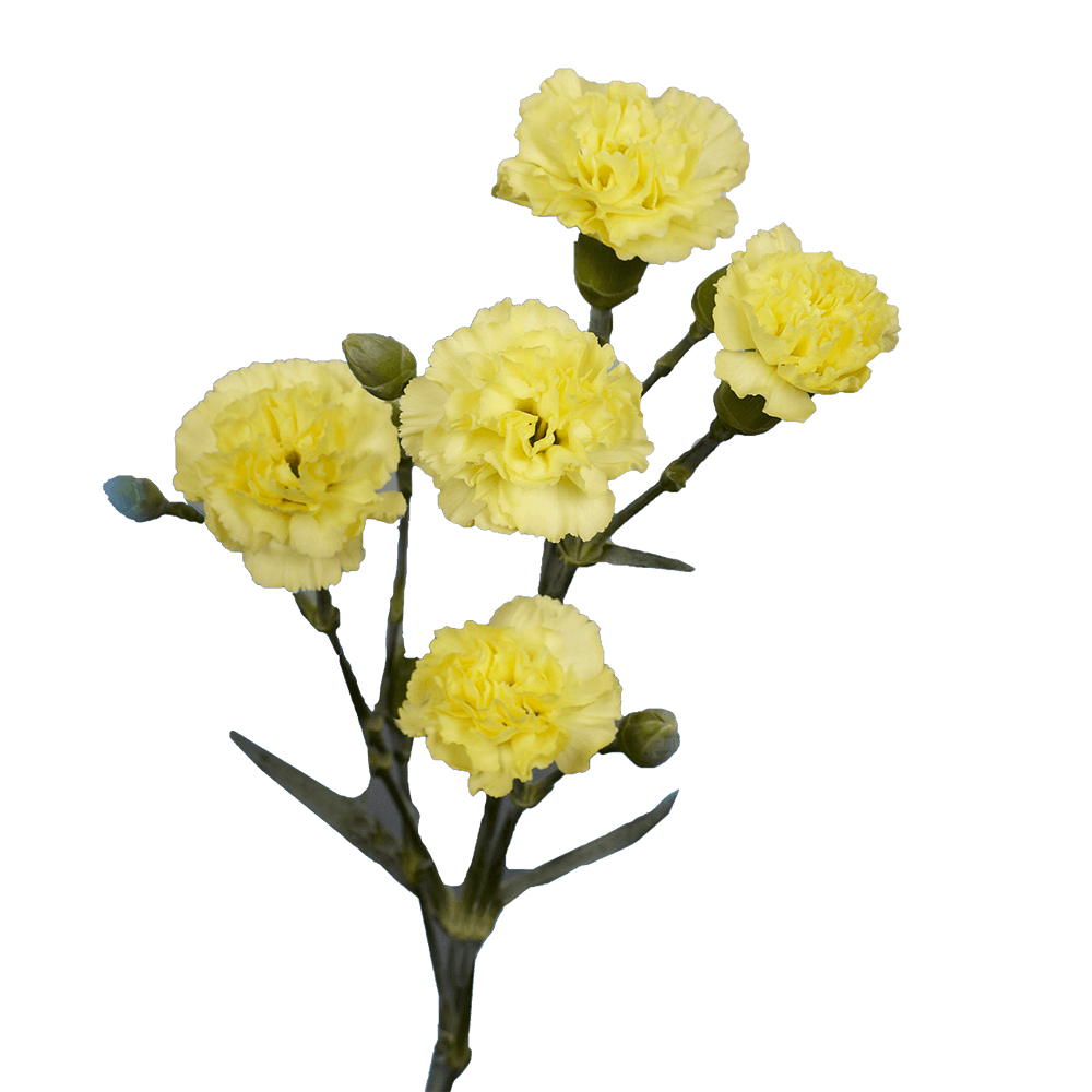 Yellow Standard Carnation