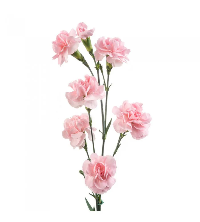 Light Pink Standard Carnation