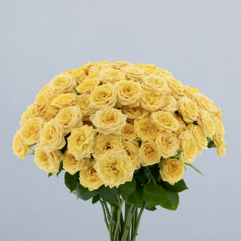 Yellow Babe (Regular)