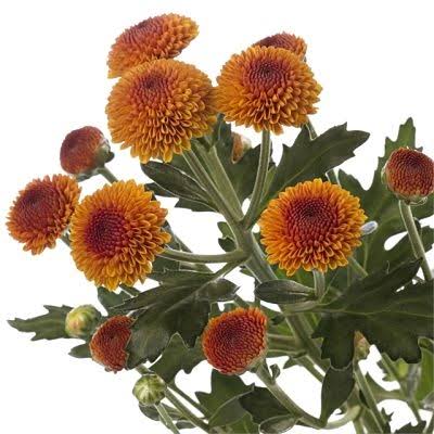 Bronze Spray Chrysanthemum