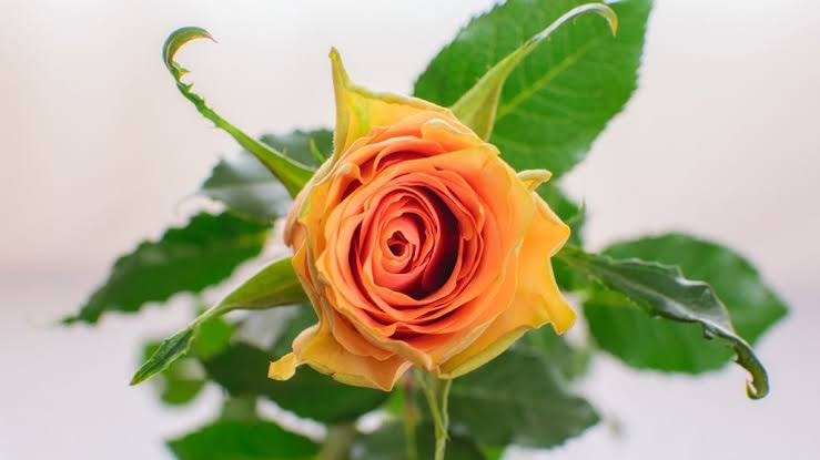 Cuena Rose