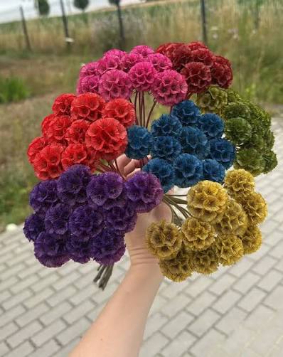 Scabiosa