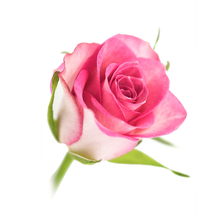 Pink Flame