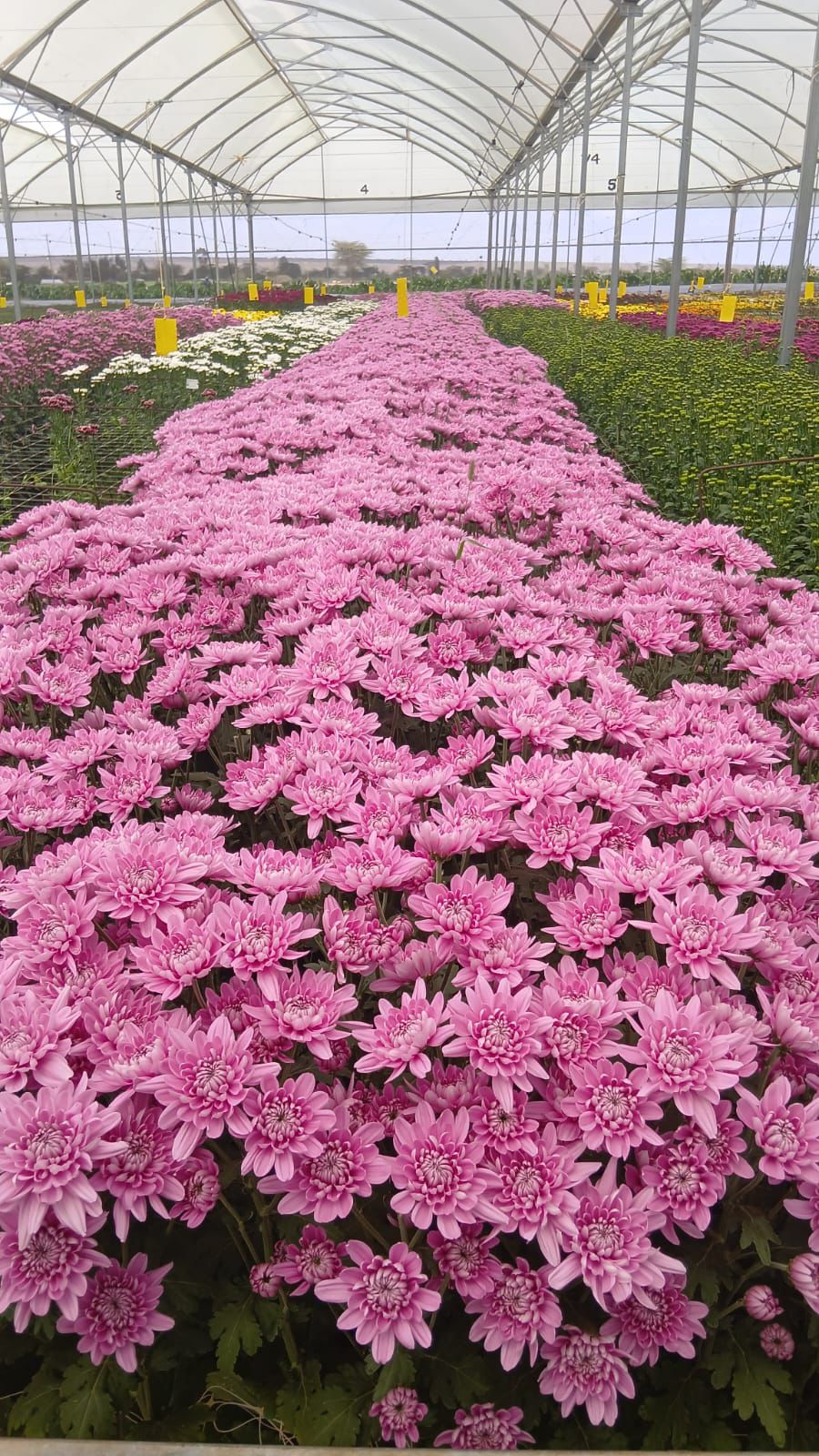 Premium Chrysanthemums