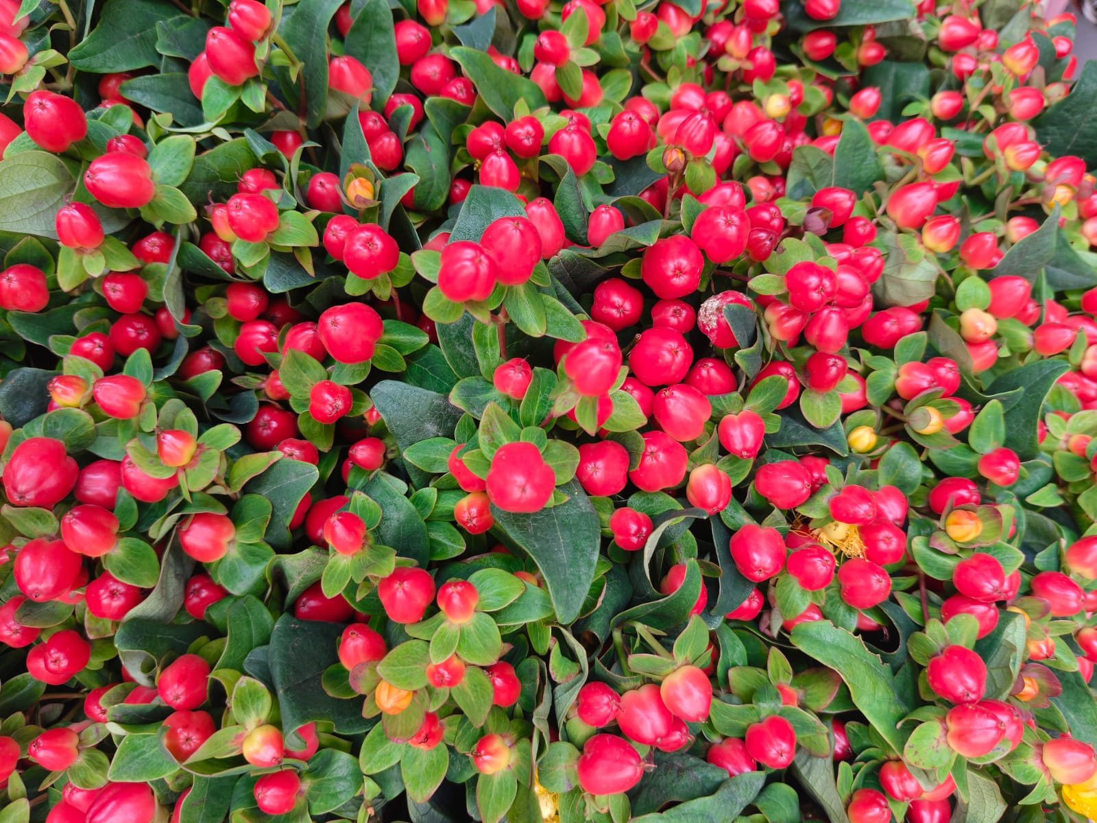 Export-quality Hypericum